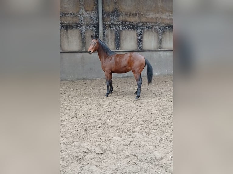 KWPN Hengst 2 Jaar 170 cm Bruin in Lokeren