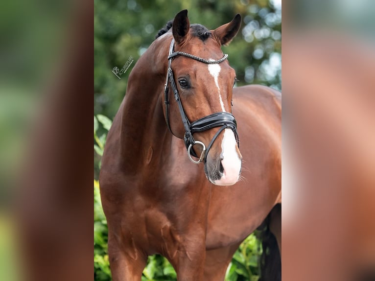 KWPN Hengst 2 Jaar 170 cm Bruin in Weert