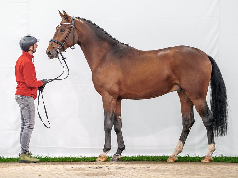 KWPN Hengst 2 Jaar 170 cm Bruin in Münster