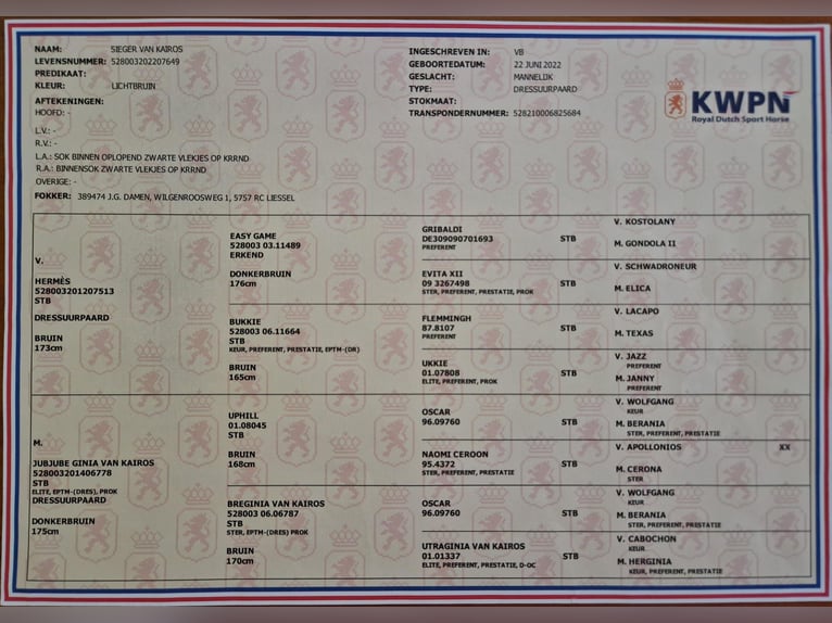 KWPN Hengst 2 Jaar 170 cm Donkerbruin in Estrada, A (Casco Urbano)