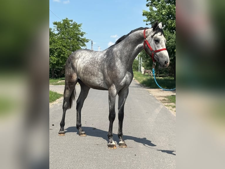 KWPN Hengst 2 Jaar 170 cm Schimmel in B&#xE9;k&#xE9;s