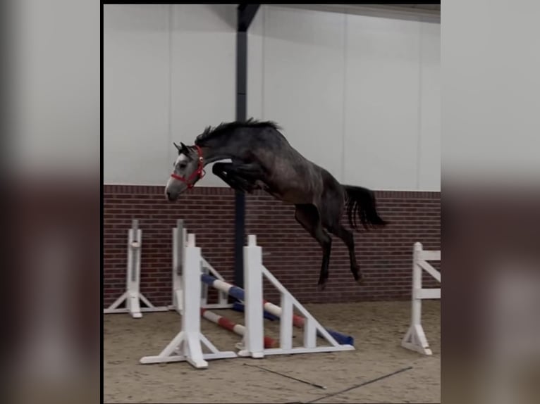 KWPN Hengst 2 Jaar 170 cm Schimmel in B&#xE9;k&#xE9;s