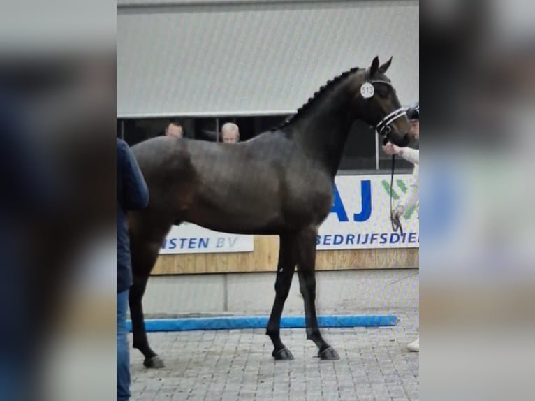 KWPN Hengst 2 Jaar 170 cm Zwartbruin in Rijsenhout