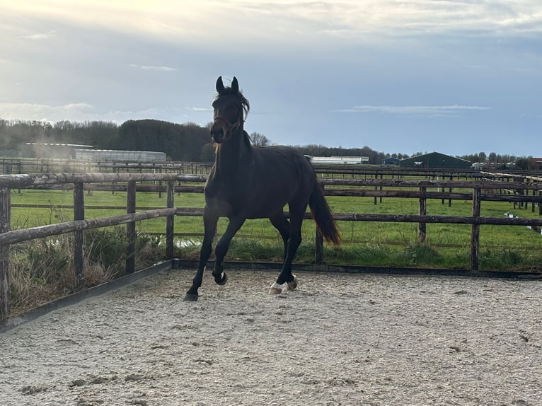 KWPN Hengst 2 Jaar 171 cm Donkerbruin in Andijk