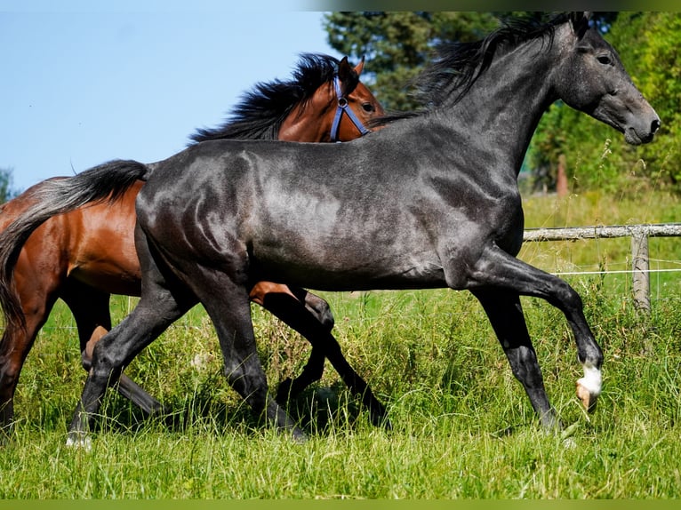 KWPN Hengst 2 Jaar 172 cm Zwartschimmel in Nettersheim