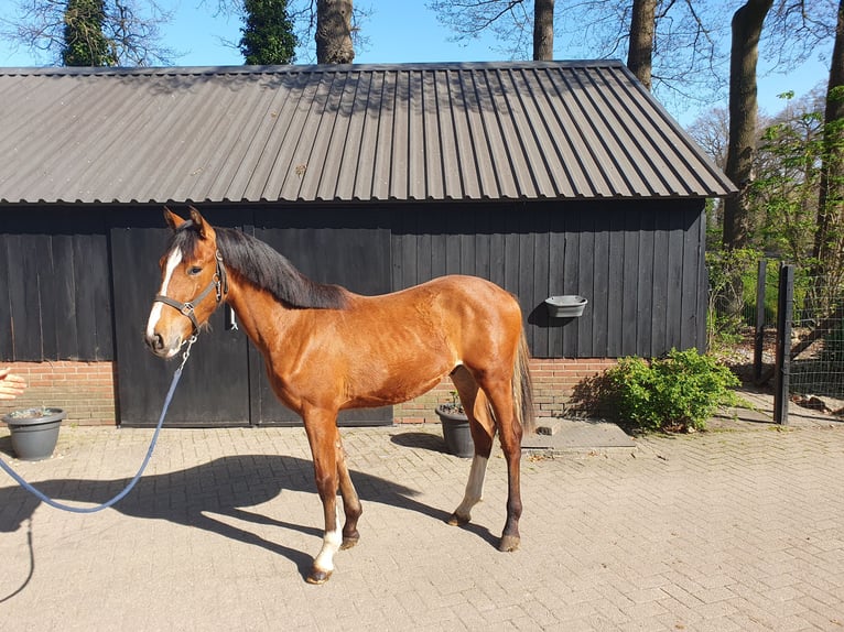 KWPN Hengst 2 Jaar Bruin in Geesteren