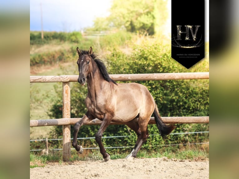 KWPN Hengst 2 Jaar Grullo in Marly-sous-Issy