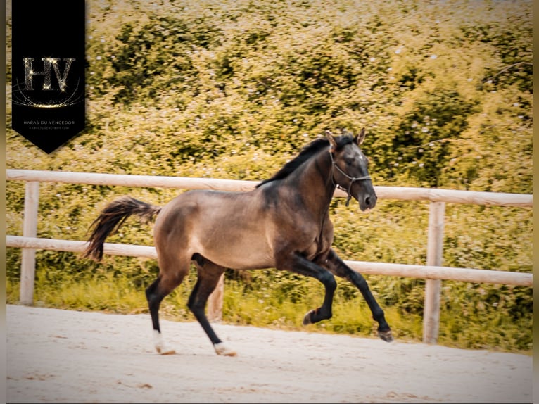 KWPN Hengst 2 Jaar Grullo in Marly-sous-Issy