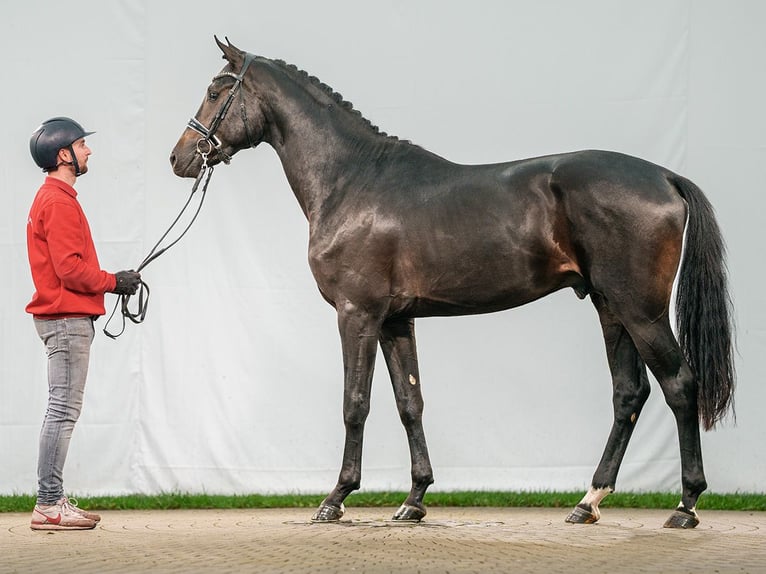 KWPN Hengst 2 Jaar Zwartbruin in Münster-Handorf