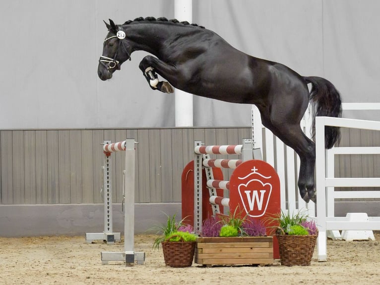 KWPN Hengst 2 Jaar Zwartbruin in Münster-Handorf