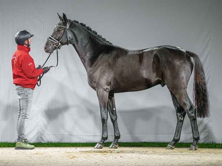 KWPN Hengst 2 Jaar Zwartbruin in Münster-Handorf