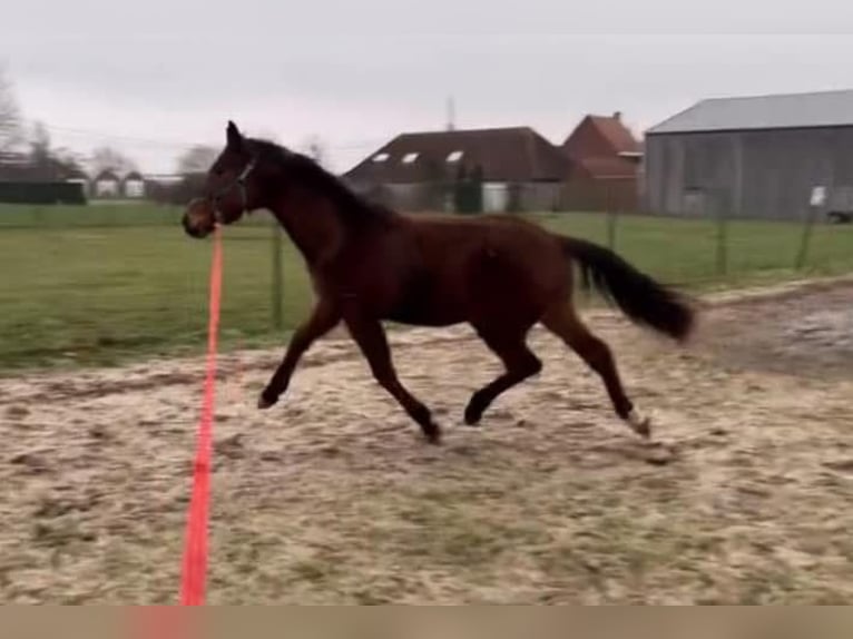 KWPN Hengst 2 Jahre 150 cm Brauner in Ingelmunster