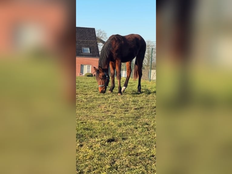 KWPN Hengst 2 Jahre 150 cm Brauner in Ingelmunster