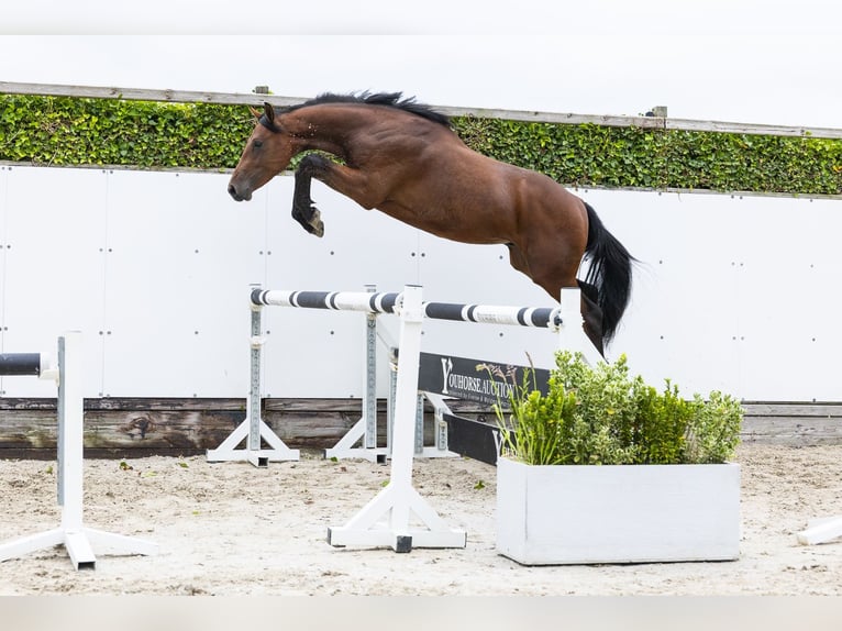 KWPN Hengst 2 Jahre 161 cm Brauner in Waddinxveen