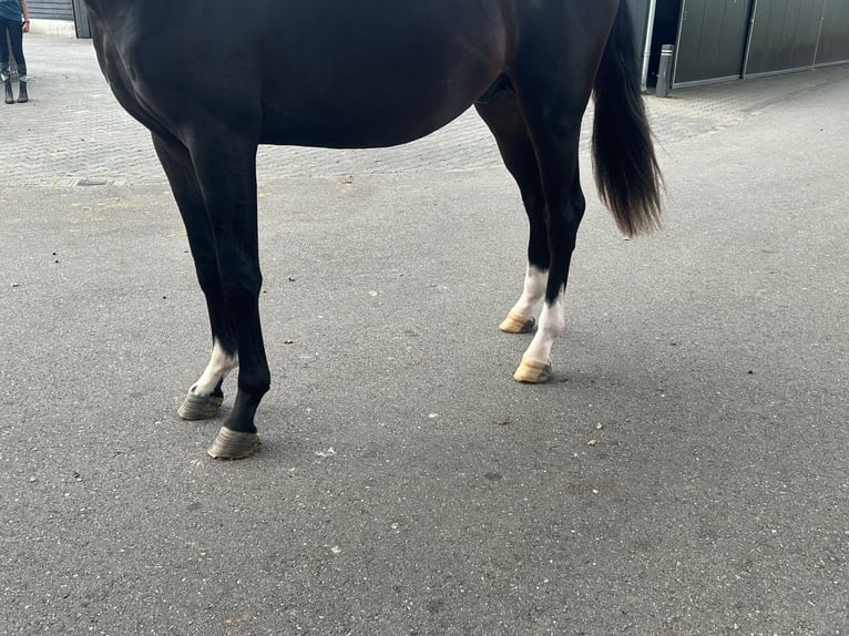 KWPN Hengst 2 Jahre 164 cm Dunkelbrauner in GROTE-BROGEL