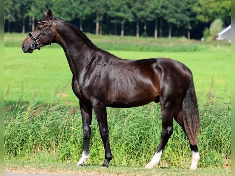 KWPN Hengst 2 Jahre 164 cm Dunkelbrauner in GROTE-BROGEL