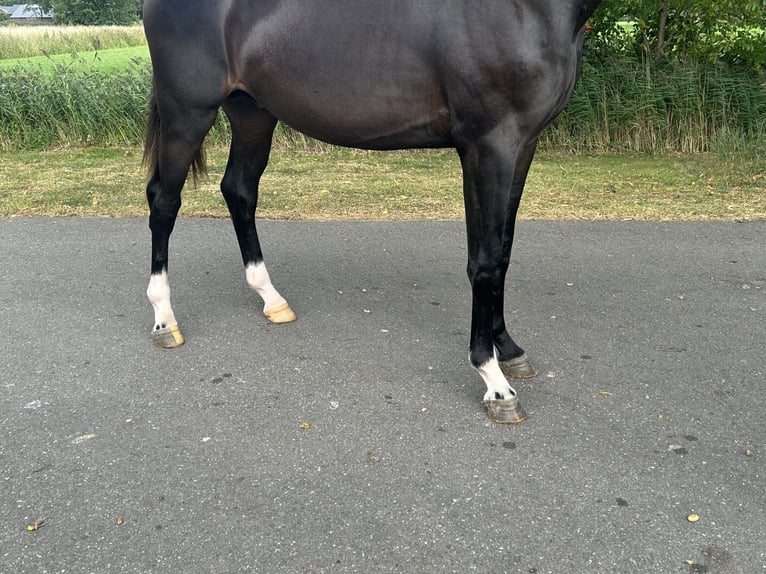 KWPN Hengst 2 Jahre 164 cm Dunkelbrauner in GROTE-BROGEL