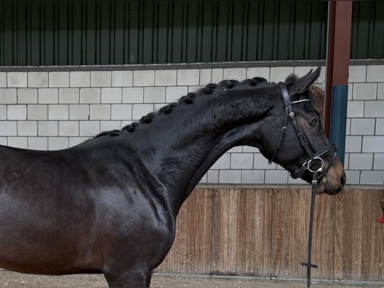 KWPN Hengst 2 Jahre 164 cm Dunkelbrauner in Oud Gastel