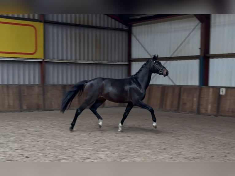 KWPN Hengst 2 Jahre 164 cm Dunkelbrauner in Oud Gastel