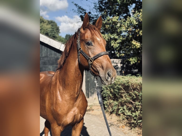 KWPN Hengst 2 Jahre 164 cm Fuchs in Oosterhout
