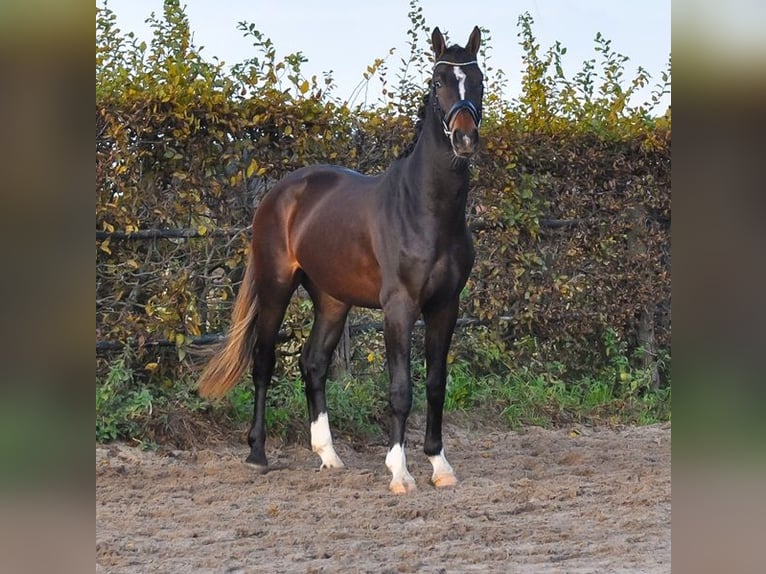 KWPN Hengst 2 Jahre 165 cm Brauner in Prinsenbeek