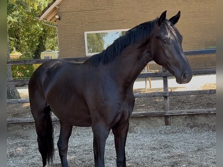 KWPN Hengst 2 Jahre 165 cm Rappe in Odiliapeel