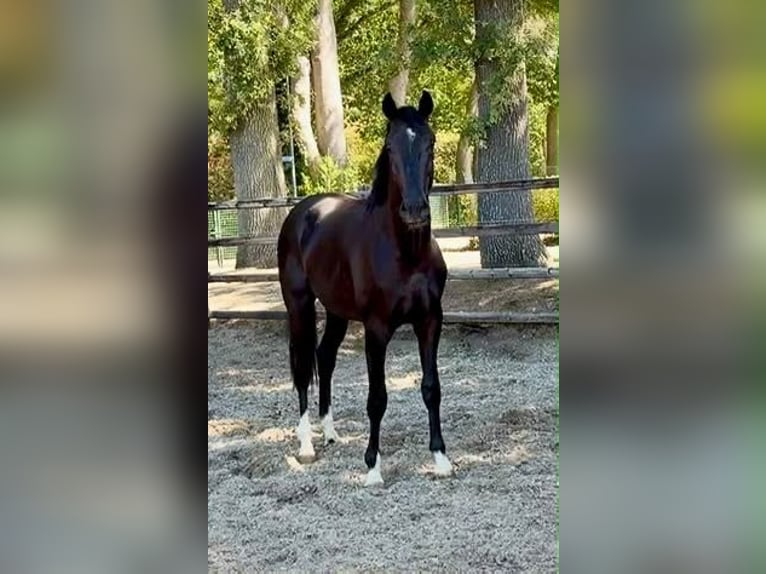 KWPN Hengst 2 Jahre 165 cm Rappe in Odiliapeel