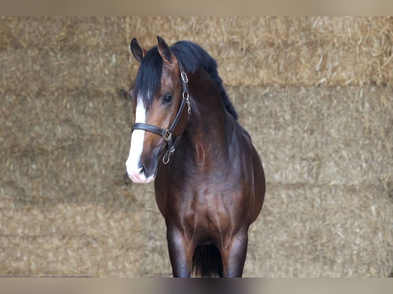 KWPN Hengst 2 Jahre 165 cm Schwarzbrauner in Moergestel