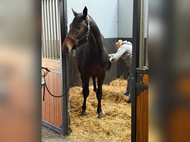 KWPN Hengst 2 Jahre 166 cm Dunkelbrauner in Zieuwent