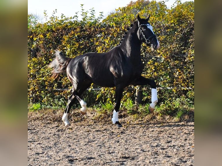 KWPN Hengst 2 Jahre 166 cm Rappe in Prinsenbeek