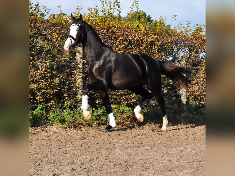 KWPN Hengst 2 Jahre 166 cm Rappe in Prinsenbeek