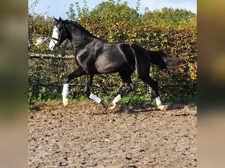 KWPN Hengst 2 Jahre 166 cm Rappe in Prinsenbeek