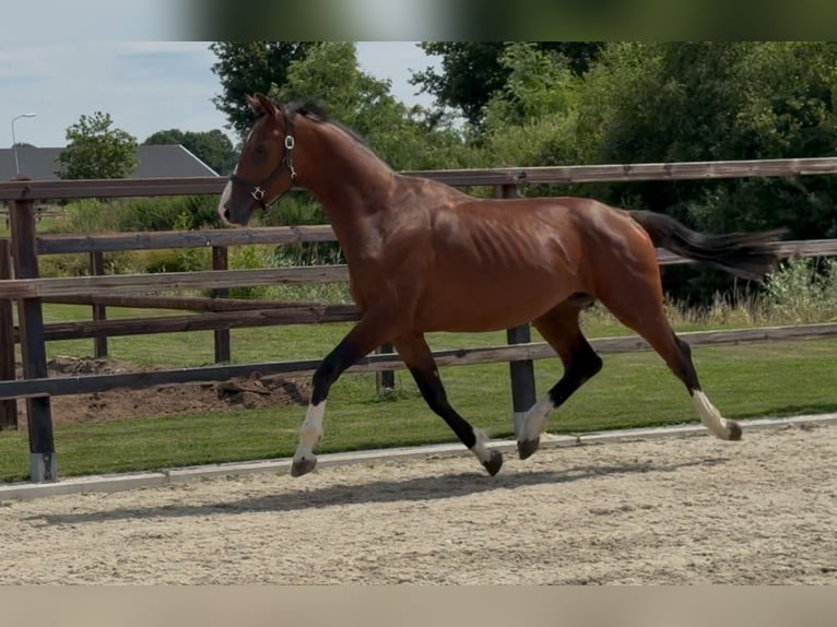 KWPN Hengst 2 Jahre 167 cm Brauner in Zieuwent