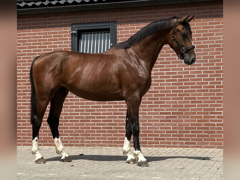 KWPN Hengst 2 Jahre 167 cm Brauner in Zieuwent