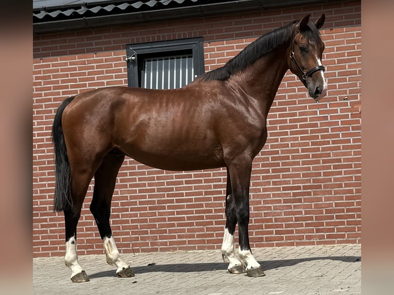 KWPN Hengst 2 Jahre 167 cm Brauner in Zieuwent