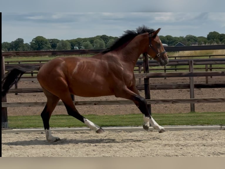 KWPN Hengst 2 Jahre 167 cm Brauner in Zieuwent