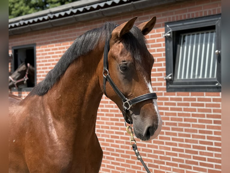 KWPN Hengst 2 Jahre 167 cm Brauner in Zieuwent