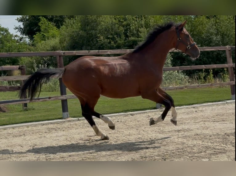 KWPN Hengst 2 Jahre 167 cm Brauner in Zieuwent