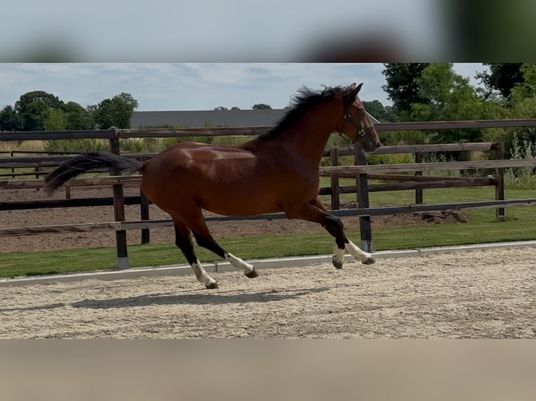 KWPN Hengst 2 Jahre 167 cm Brauner in Zieuwent
