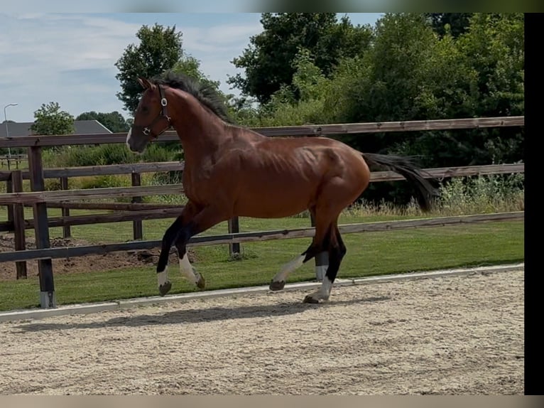 KWPN Hengst 2 Jahre 167 cm Brauner in Zieuwent