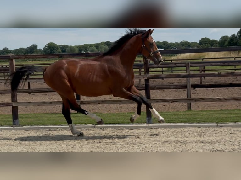 KWPN Hengst 2 Jahre 167 cm Brauner in Zieuwent