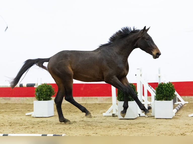 KWPN Hengst 2 Jahre 167 cm Brauner in Waddinxveen