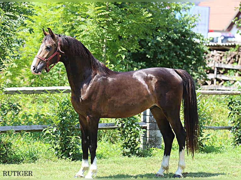 KWPN Hengst 2 Jahre 167 cm Dunkelfuchs in KAMNIK