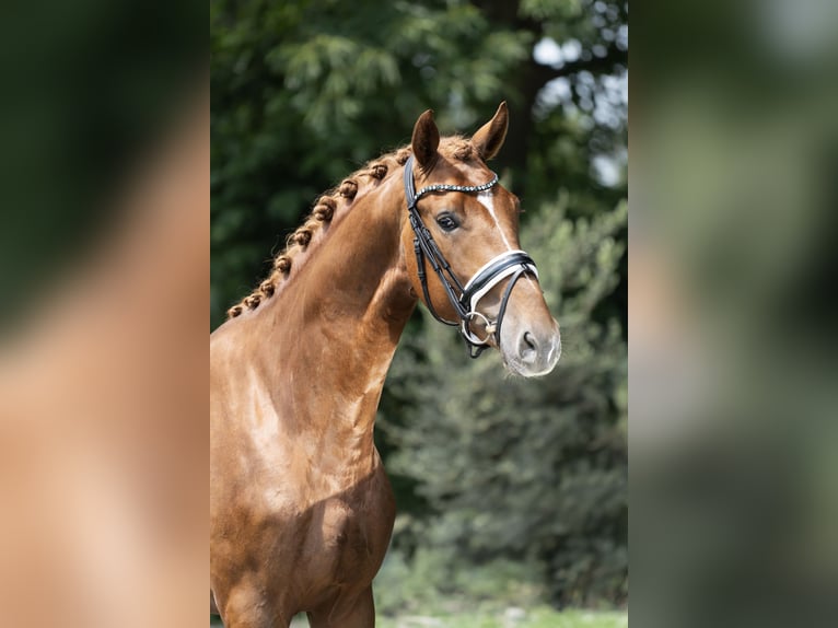 KWPN Hengst 2 Jahre 167 cm Fuchs in Oosterhout