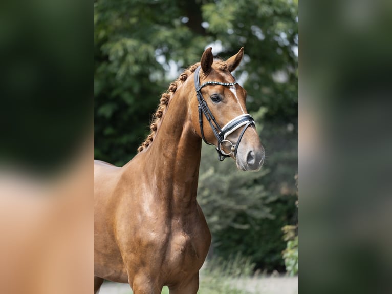 KWPN Hengst 2 Jahre 167 cm Fuchs in Oosterhout