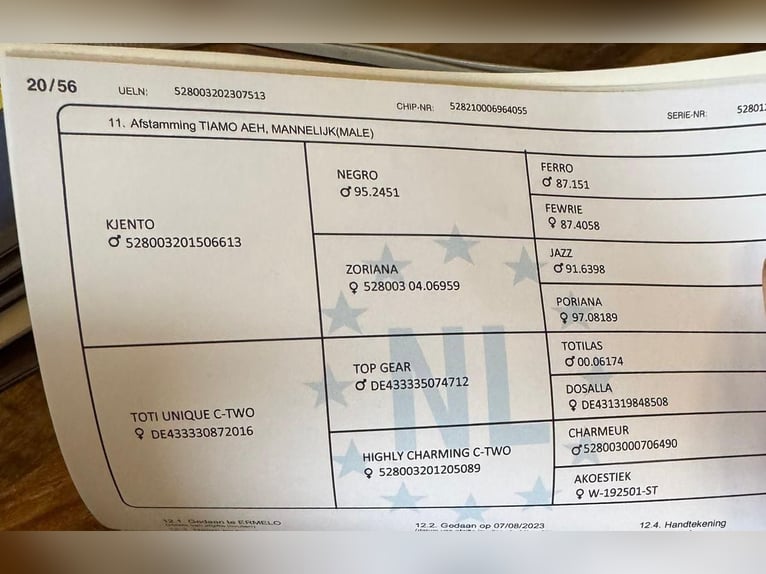 KWPN Hengst 2 Jahre 167 cm Rappe in Csabacs&#x171;d