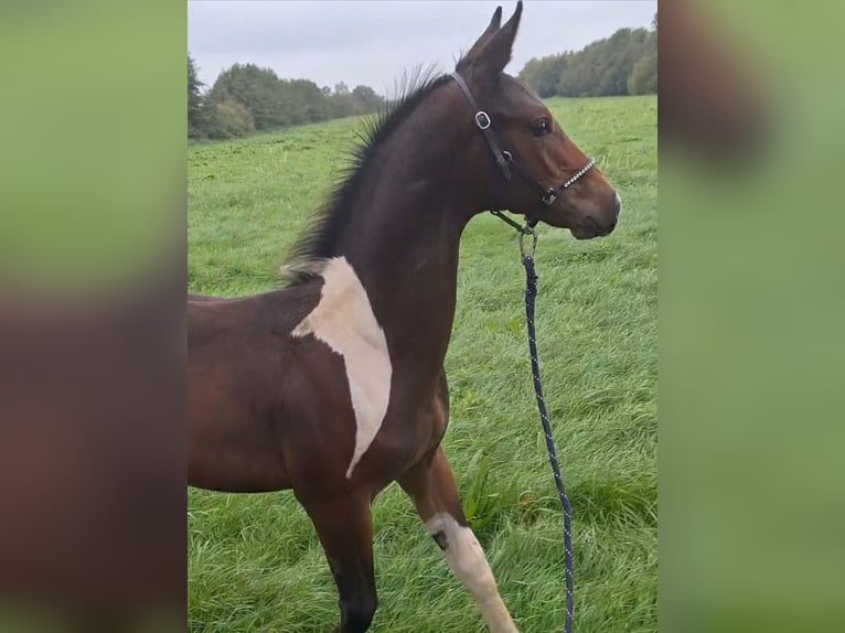 KWPN Hengst 2 Jahre 167 cm in Lippenhuizen