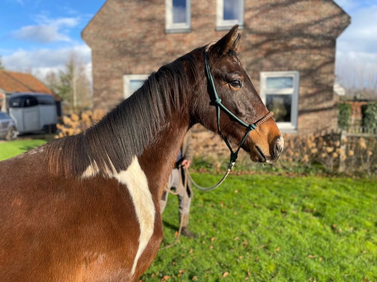 KWPN Hengst 2 Jahre 167 cm in Lippenhuizen