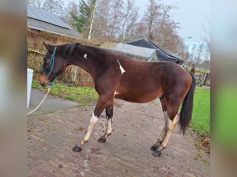 KWPN Hengst 2 Jahre 167 cm in Lippenhuizen