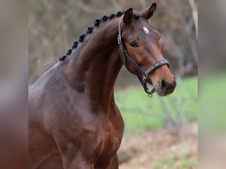 KWPN Hengst 2 Jahre 168 cm Brauner in Peer